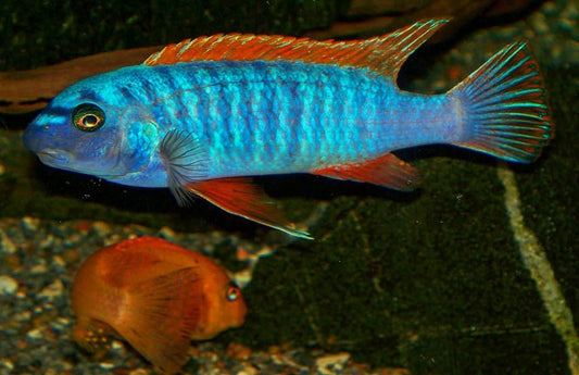 Tchubirubi Barata (tchubirubib) - Profile