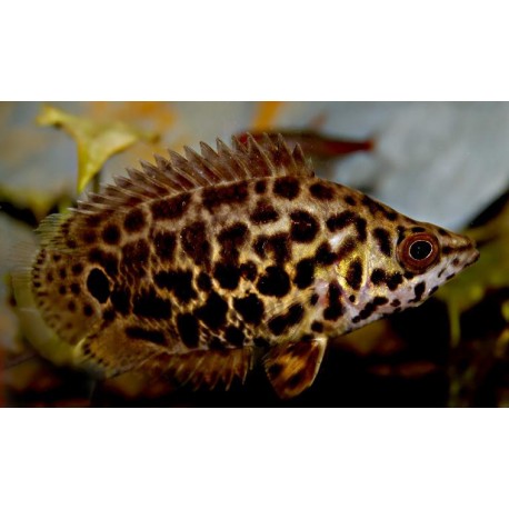 LEOPARD CTENOPOMA (LEAF FISH) (Ctenopoma acutirostre) - Aquarists Across Canada