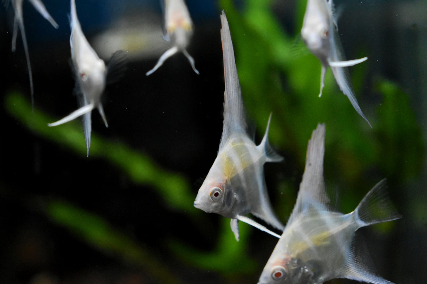 ALBINO DANTUM ANGELFISH