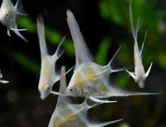 ALBINO DANTUM ANGELFISH