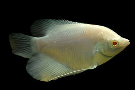 ALBINO GIANT GOURAMI (Osphronemus gouramy .sp) 2.5-3" A2410TH