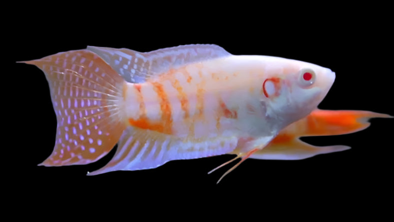 ALBINO PARADISE GOURAMI (Macropodus opercularis .var) - Aquarists Across Canada