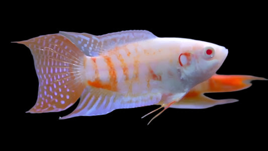 ALBINO PARADISE GOURAMI (Macropodus opercularis .var) - Aquarists Across Canada