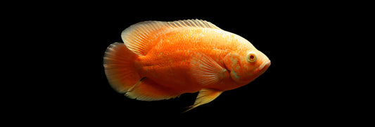 ALBINO RED OSCAR (Astronotus ocellatus) 2-3"