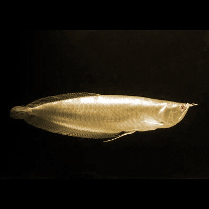 ALBINO SILVER AROWANA (Osteoglossum bicirrhosum .Var) - Aquarists Across Canada