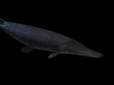 Predatory and Monster fish