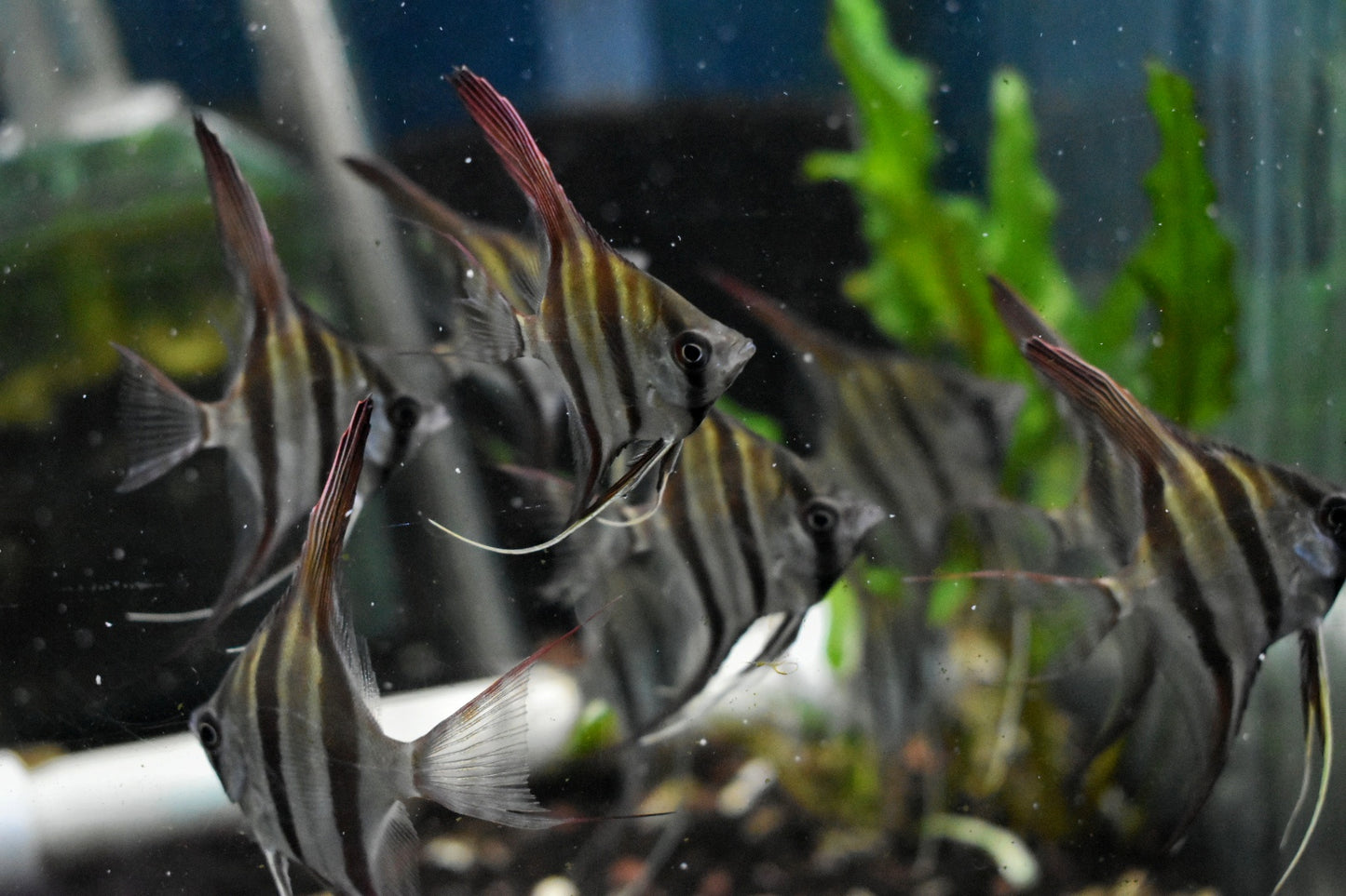 ALTUM ANGELFISH (Pterophyllum Altum Rio Vichada) Wild Caught (RARE) D2409C