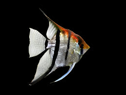 AMAPA REDBACK ANGELFISH (Pterophyllum scalare)