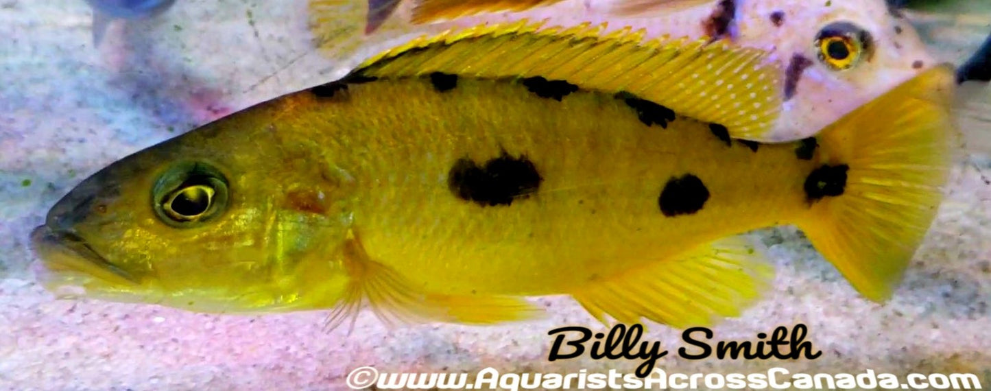 ANEGENYS (Exochromis Anegenys) F1 2-2.5" - Aquarists Across Canada