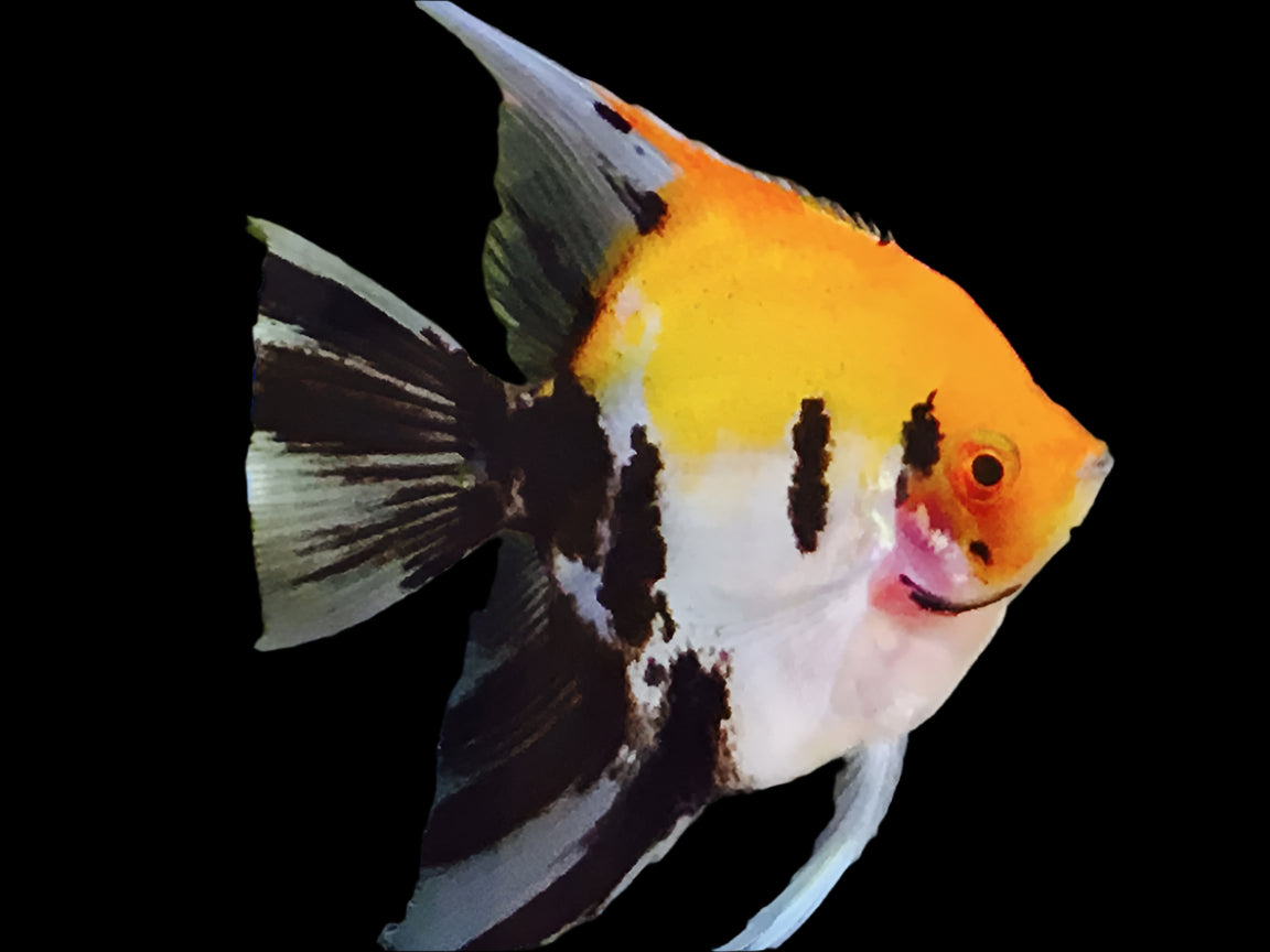 KOI ANGELFISH SMALL (Pterophyllum "scalare") - Aquarists Across Canada
