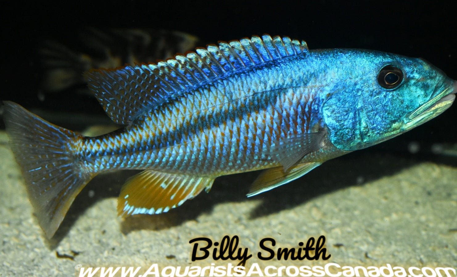 ARISTOCHROMIS CHRISTYI *MALAWI HAWK* (HOUSEBRED F1) 6.5" - Aquarists Across Canada