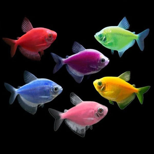 ASSORTED GLOFISH (Gymnocorymbus ternetzi .var)