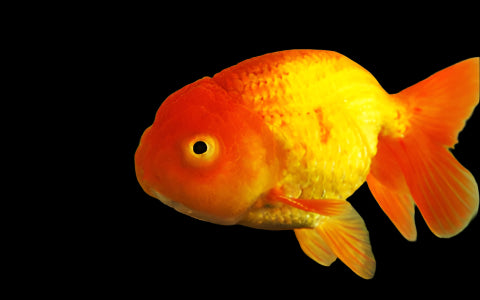 ASSORTED LIONHEAD (Carassius Auratus) 2.5-3.25"