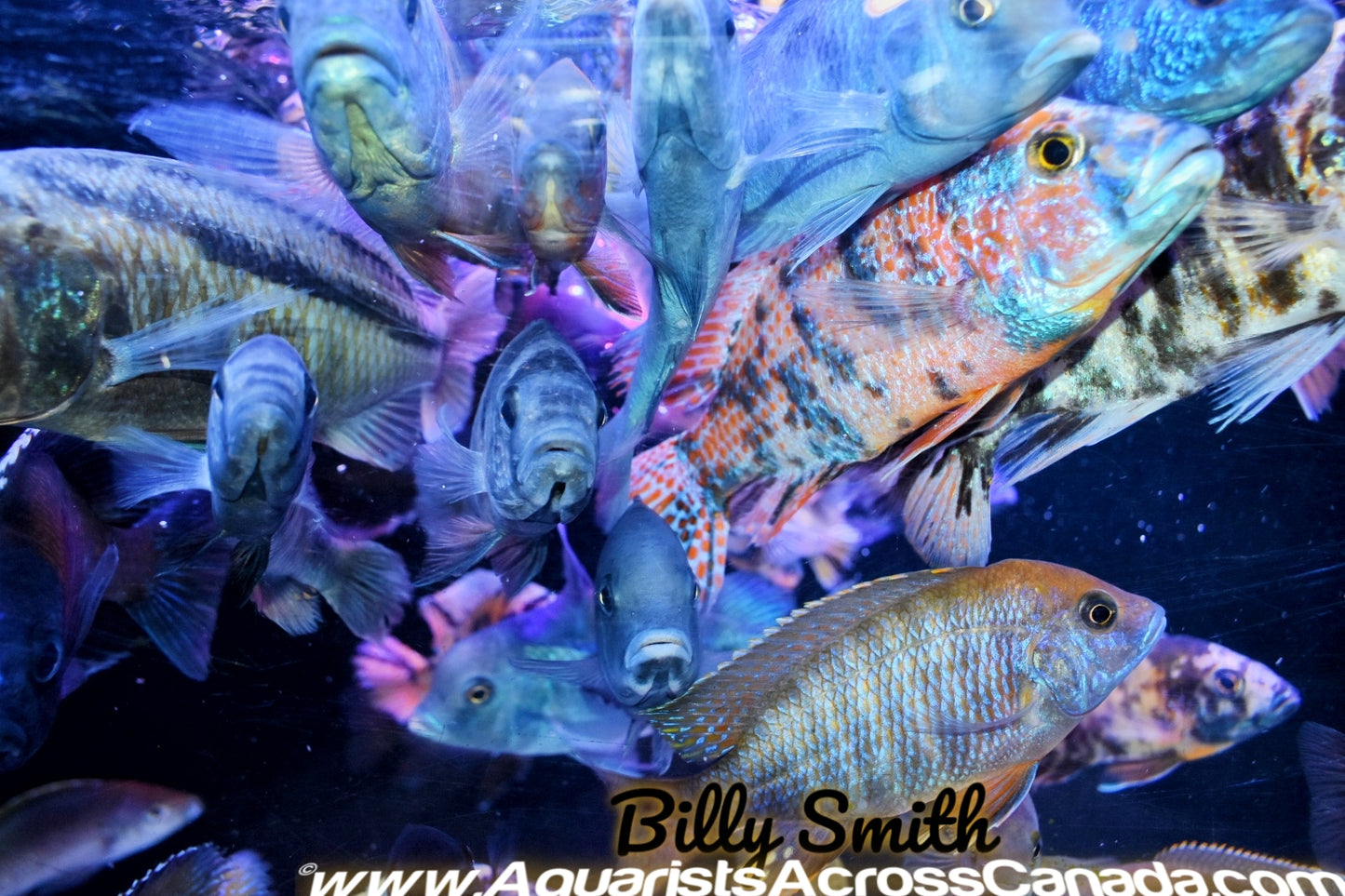 10 PACK MALE PEACOCK AND HAP MIX! - Aquarists Across Canada