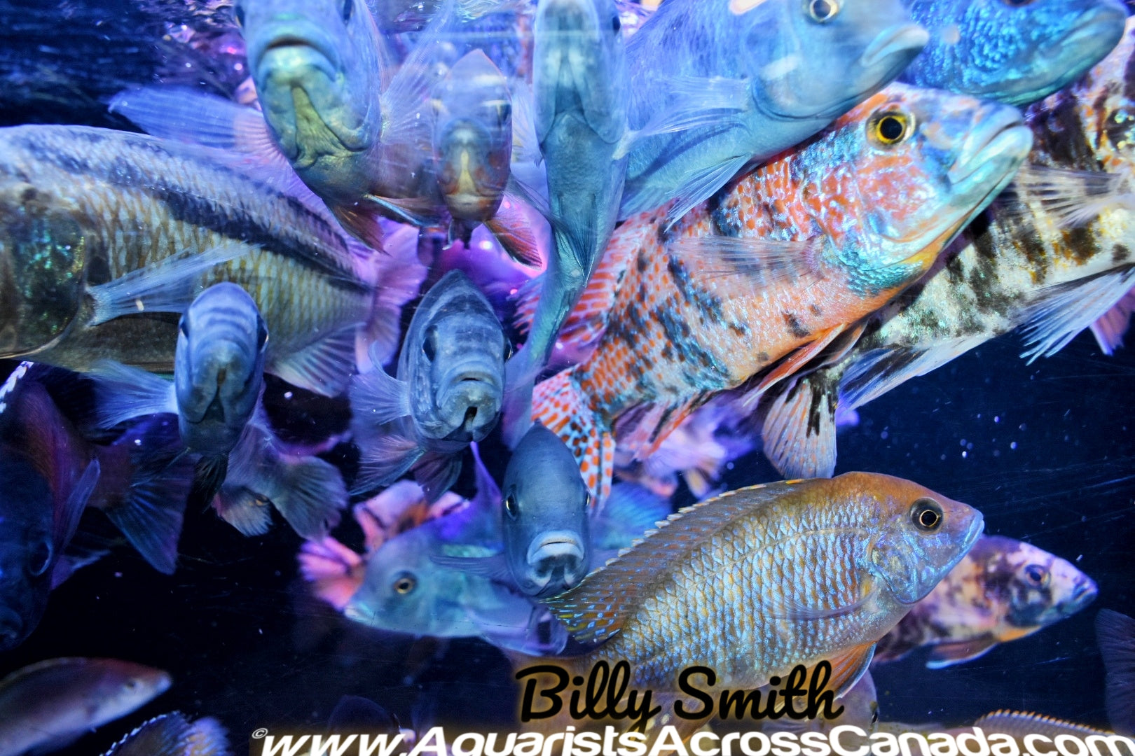 10 PACK MALE PEACOCK AND HAP MIX! - Aquarists Across Canada
