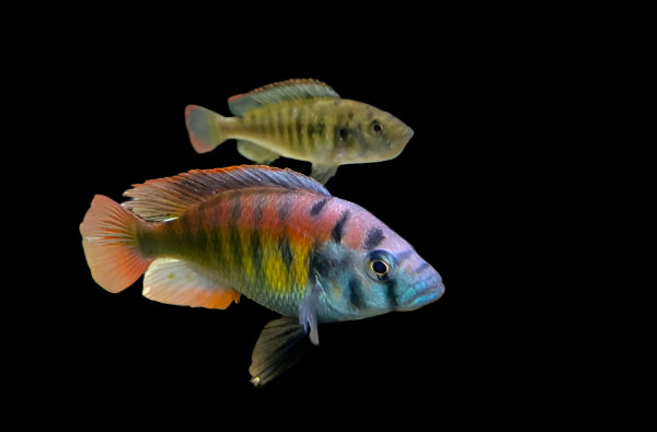 ASTATOTILAPIA .SP 35 (Tomato hap) - Aquarists Across Canada