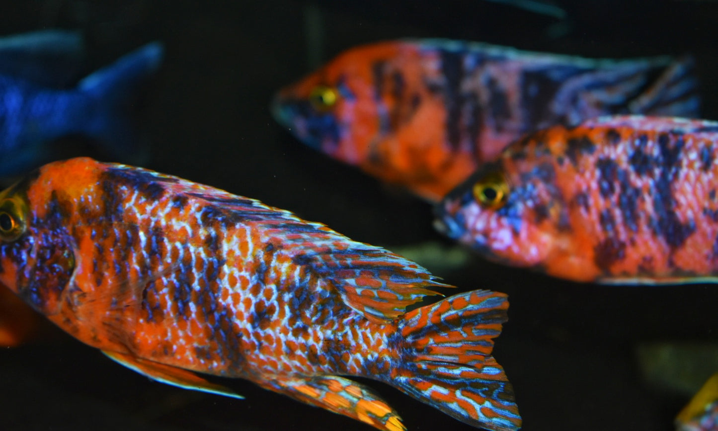 AULONOCARA .SP "ORANGE BLOTCH" SELECT RUBY RED (HOUSEBRED, DOMESTIC) 5" MALE