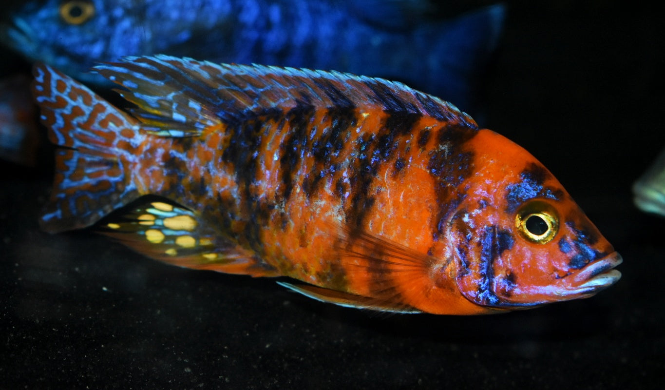 AULONOCARA .SP "ORANGE BLOTCH" SELECT RUBY RED (HOUSEBRED, DOMESTIC) 5" MALE
