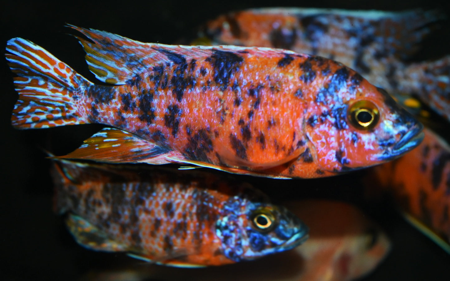 AULONOCARA .SP "ORANGE BLOTCH" SELECT RUBY RED (HOUSEBRED, DOMESTIC) 5" MALE