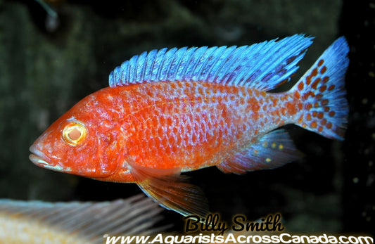 AULONOCARA FIREFISH *ALBINO* HOUSEBRED. DOMESTIC 3.5" MALE