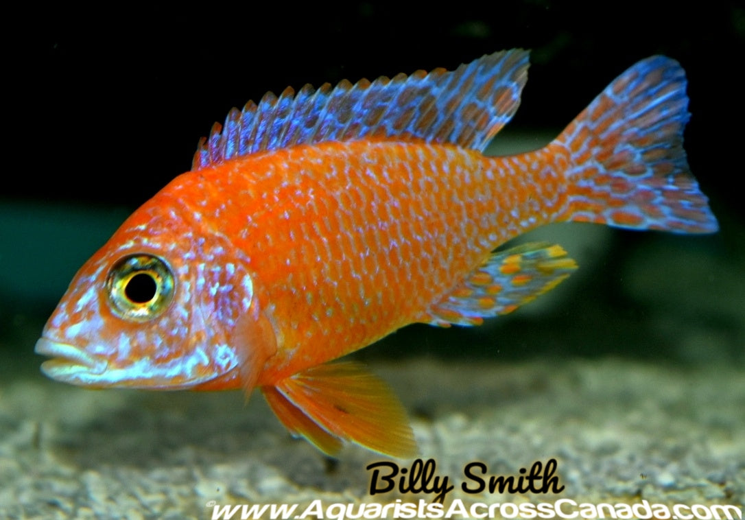AULONOCARA FIREFISH HOUSEBRED. DOMESTIC 4" MALE