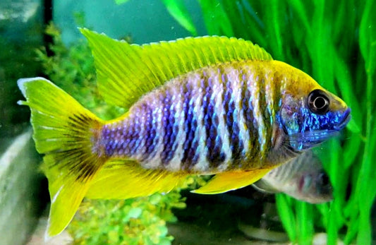 AULONOCARA JACOBFREIBERGI MAMELA "UNDU REEF" (LEMON JAKE) 3.5" SHOW MALE
