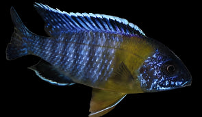 AULONOCARA MAULANA "CHITIMBA BAY" (Bicolor 500) SHOW MALE 3.25-4" A2405TO