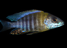 AULONOCARA SAULOSI (Aulonocara saulosi "green face") - Aquarists Across Canada