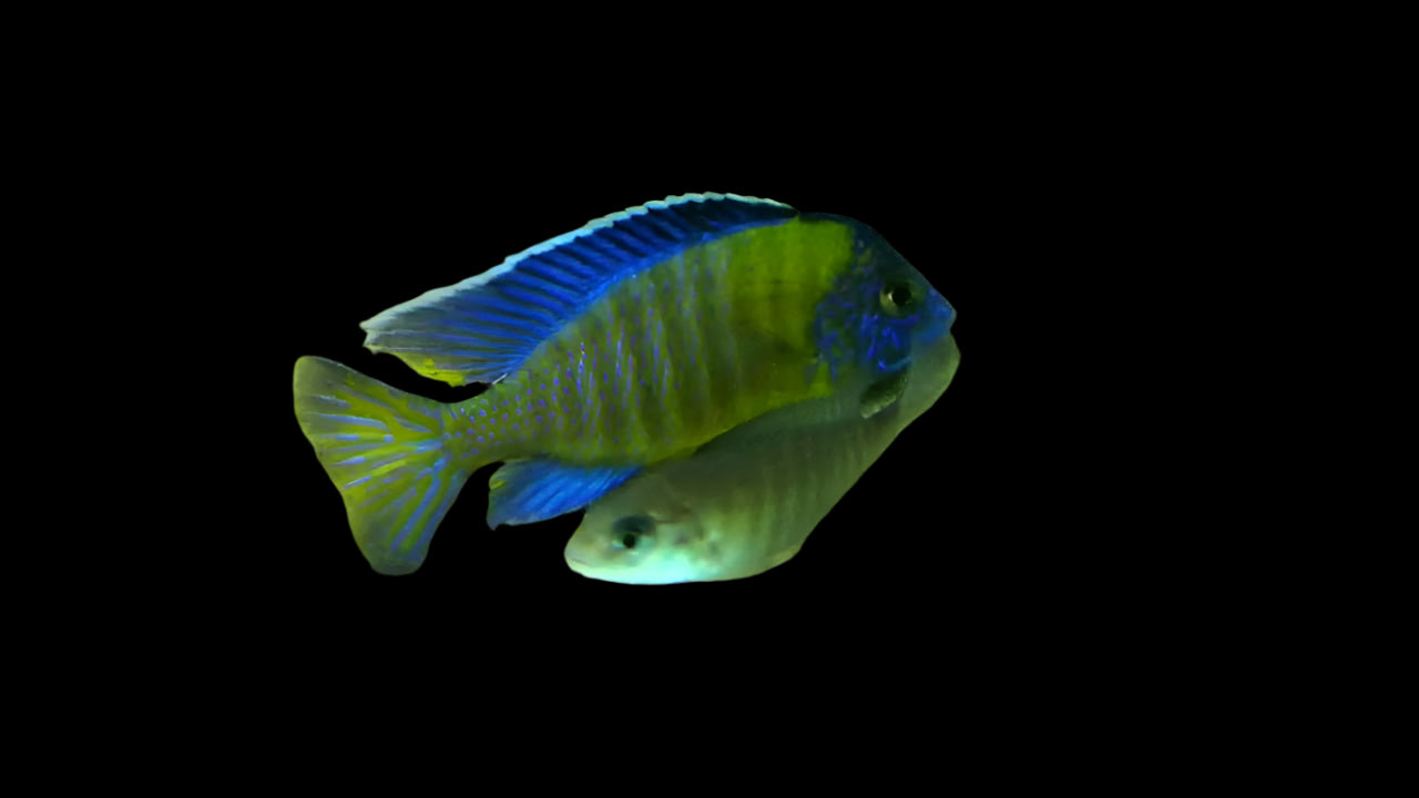 AULONOCARA STUARTGRANTI "CHIWINDI" (BLUE NEON) *HOUSEBRED, DOMESTIC) 2" SEXED - Aquarists Across Canada