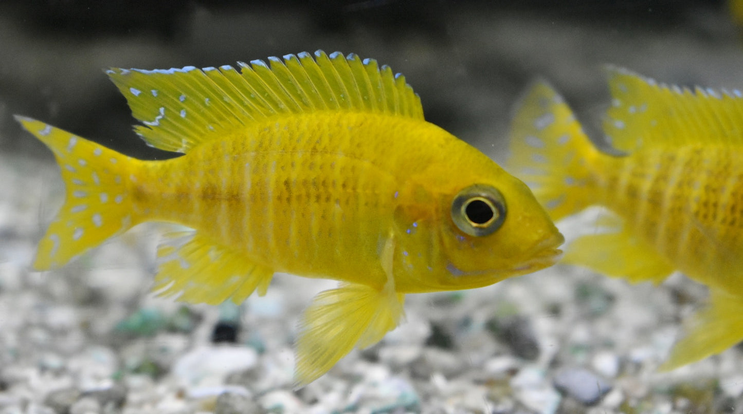 AULONOCARA STUARTGRANTI "MALERI ISLAND" (SUNSHINE) 2402