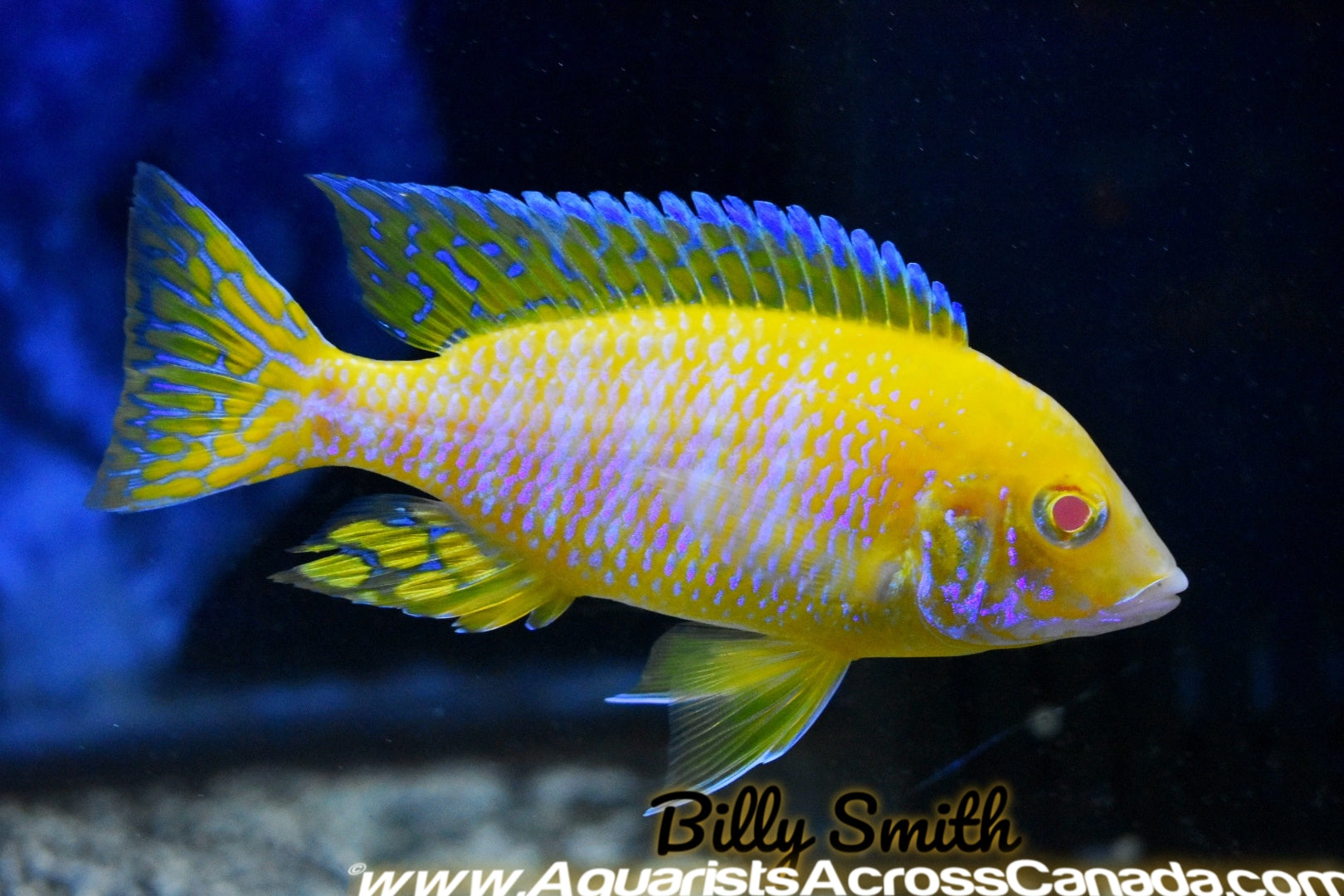 AULONOCARA STUARTGRANTI "MALERI ISLAND" ALBINO (SUNSHINE) (HOUSEBRED F1) 1.5" UNSEXED - Aquarists Across Canada