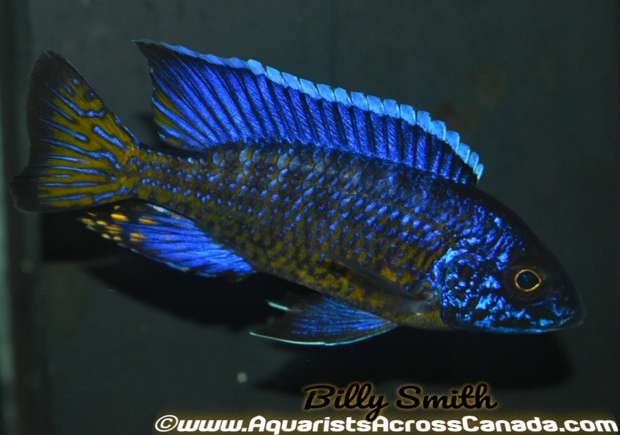 AULONOCARA STUARTGRANTI NGARA "FLAMETAIL" (F1 HOUSEBRED) 2-2.5" - Aquarists Across Canada