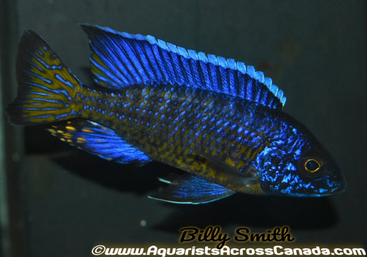 AULONOCARA STUARTGRANTI NGARA "FLAMETAIL" (F1 HOUSEBRED) 2-2.5" - Aquarists Across Canada