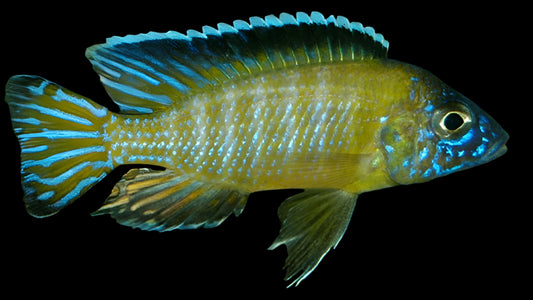 AULONOCARA STUARTGRANTI "STEVENI USISYA" (FLAVESCENT) HOUSEBRED F1 2"