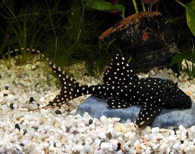 ADONIS PLECO (Acanthicus Adonis) - Aquarists Across Canada