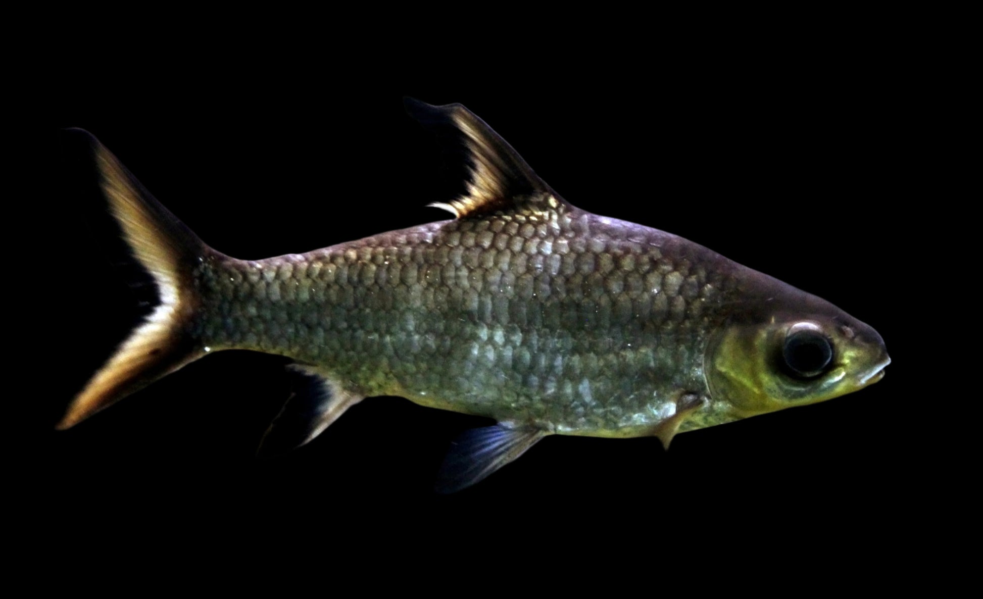 BALA SHARK (alantiocheilos melanopterus) - Aquarists Across Canada