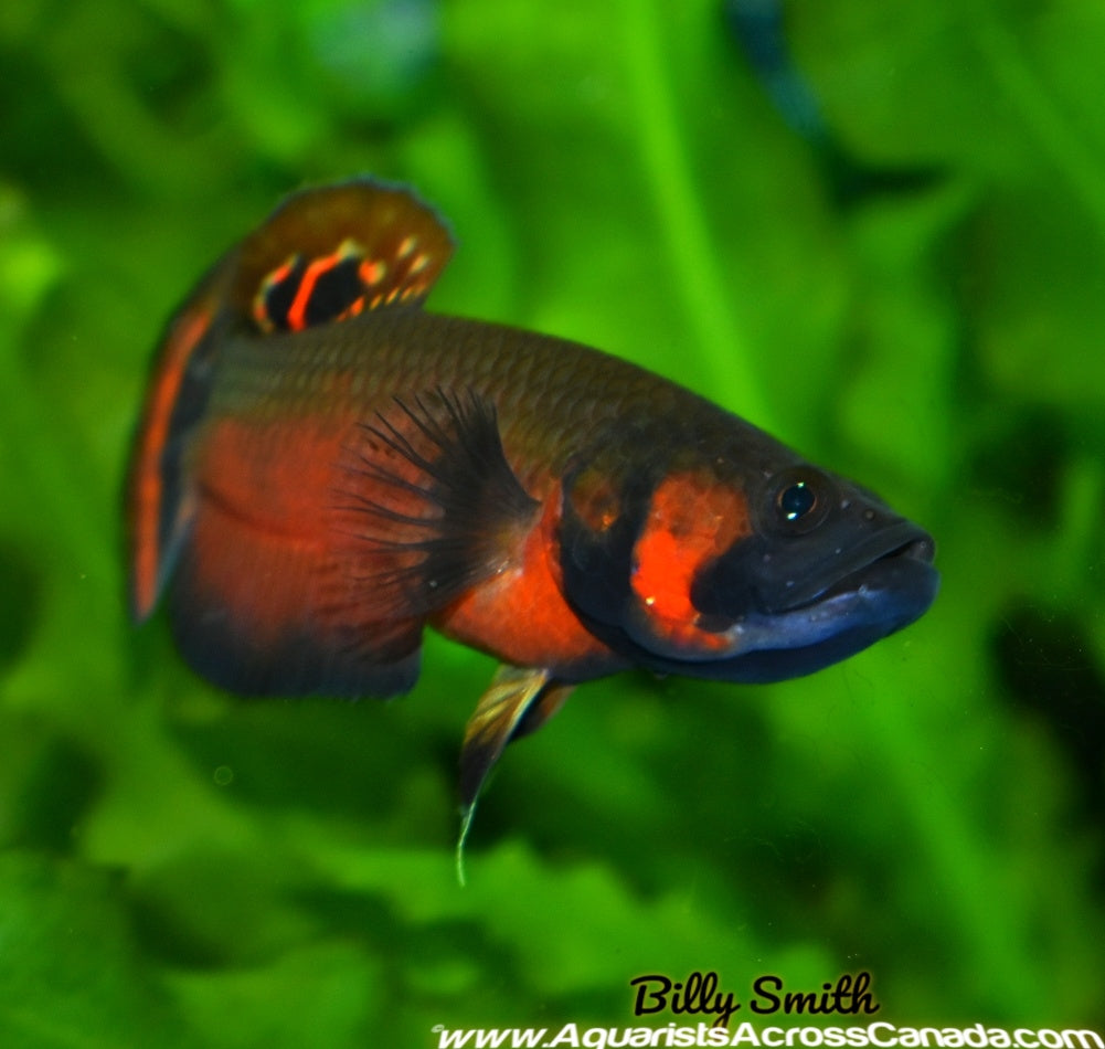 BETTA MACROSTOMA F1 (HOUSEBRED) 2.5" - Aquarists Across Canada