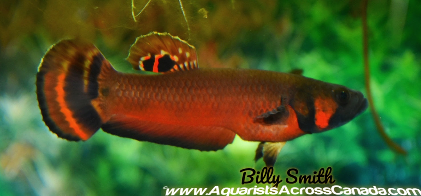 BETTA MACROSTOMA F1 (HOUSEBRED) 2.5" - Aquarists Across Canada