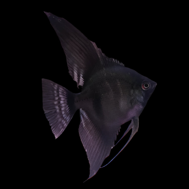BLACK ANGEL (Pterophyllum "scalare")
