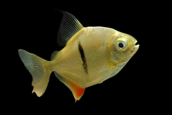 BLACK BAR SILVER DOLLAR (Myleus Schomburgkii) - Aquarists Across Canada