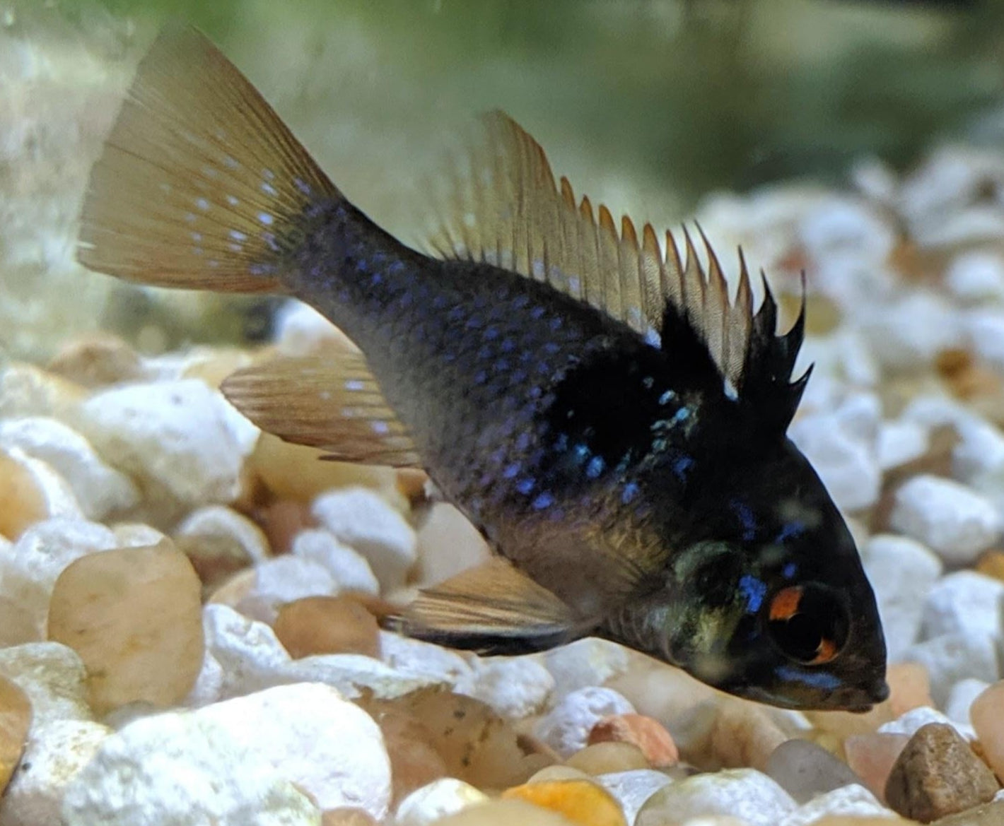 BLACK KNIGHT RAM (Mikrogeophagus ramirezi. Sp) 1.25-1.5" D2405MJ