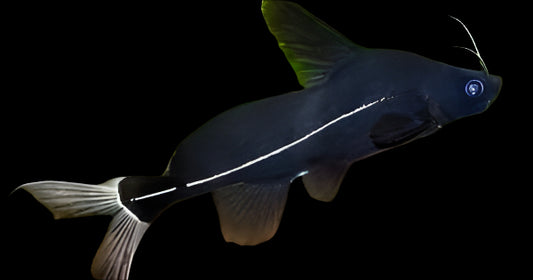 BLACK LANCER CATFISH (Bagrichthys macracanthus)
