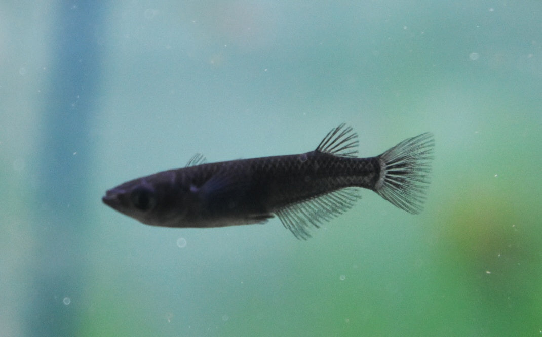 BLACK MEDAKA RICE FISH (Oryzias latipes)