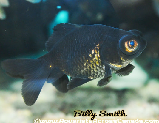 BLACK MOOR (Carassius Auratus) 4" - Aquarists Across Canada