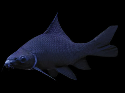 BLACK SHARK (Labeo chrysophekadion ) - Aquarists Across Canada