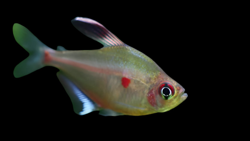 BLEEDING HEART TETRA (Hyphessobrycon erythrostigma)
