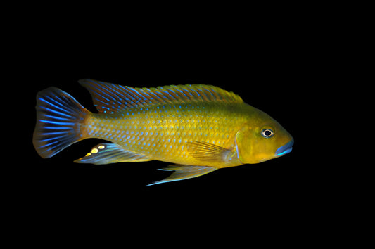 BLUE LIPS WILLIAMSI (Pseudotropheus .sp williamsi north) 2.5-3" A2407T