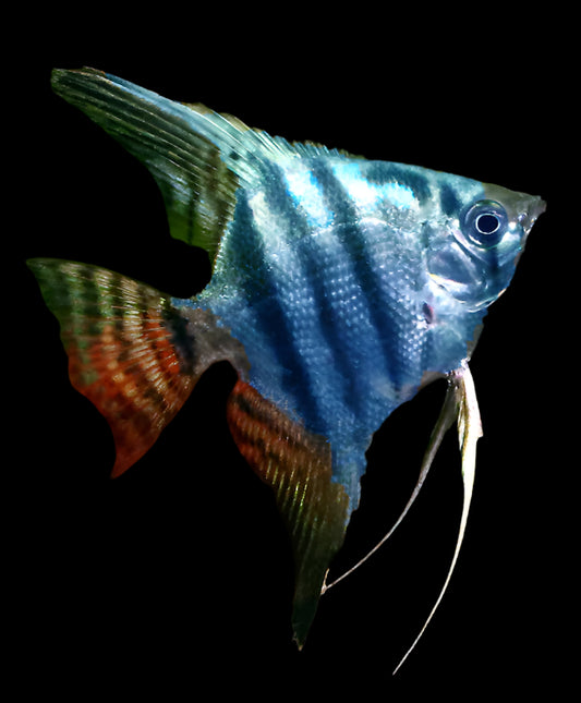 BLUE NEON ANGELFISH (Pterophyllum scalare .sp) XL