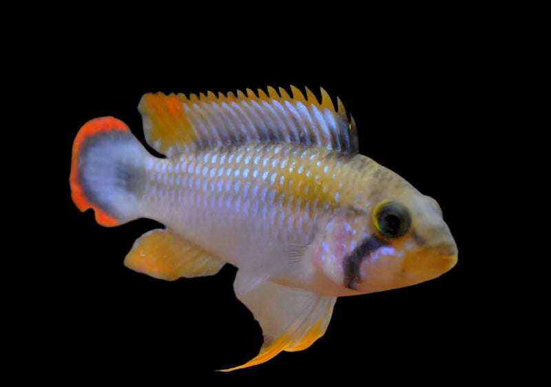 BLUE PANDA DWARF CICHLID (Apistogramma Pandourini)