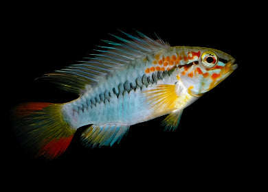 BLUE SHOULDER DWARF CICHLID (Apistogramma Viejita Blue)